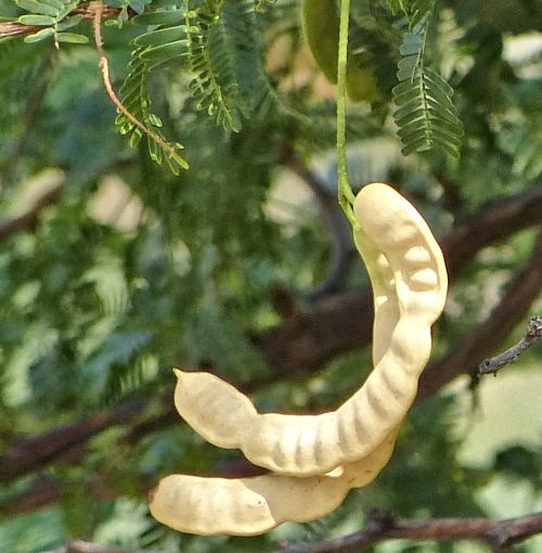 Neltuma x: Hybrid Mesquite - seed pods