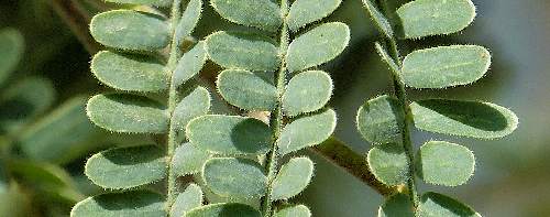 Neltuma velutina: Velvet Mesquite - leaves