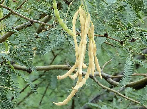 Neltuma velutina: Velvet Mesquite - seed pods