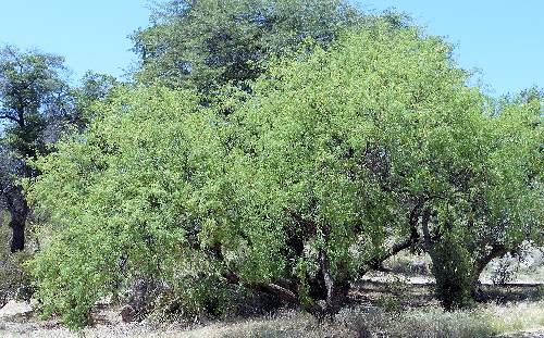 Neltuma velutina: Velvet Mesquite