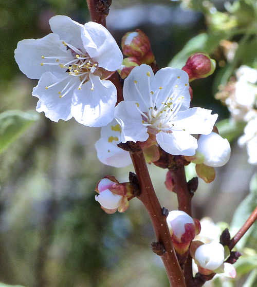 Apricot: Prunus armeniaca - flowers