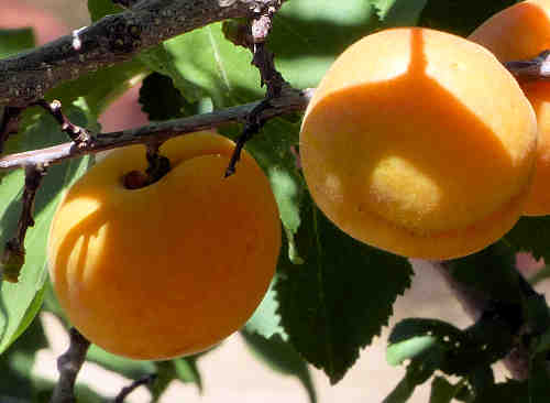 Apricot: Prunus armeniaca - fruit