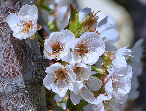 Sweet Cherry: Prunus avium - flowers