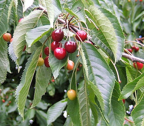 Sweet Cherry: Prunus avium - fruit