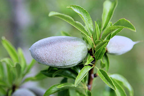 By fir0002flagstaffotos [at] gmail.comCanon 20D + Tamron 28-75mm f2.8 - Own work, GFDL 1.2, httpscommons.wikimedia.orgwindex.phpcurid-496628