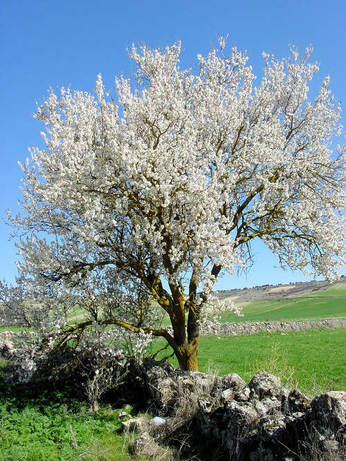 CC BY-SA 3.0, httpscommons.wikimedia.orgwindex.phpcurid-271934