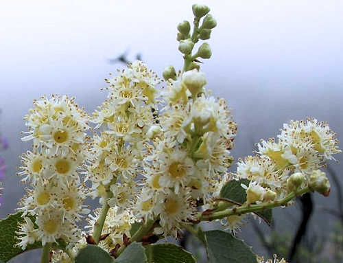 Growing Prunus ilicifolia: Hollyleaf Cherry - flowers