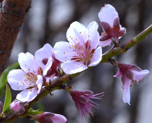 Peaches and Nectarines: Prunus persica - flowers