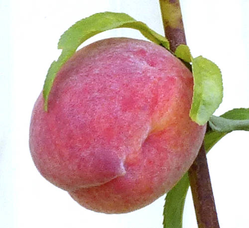 Peaches and Nectarines: Prunus persica - fruit