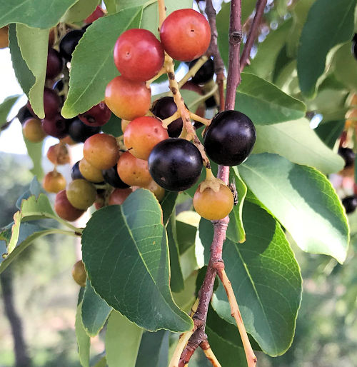 Prunus serotina var. salicifolia leaves and fruit