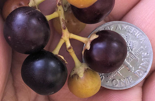 Prunus serotina var. salicifolia fruit