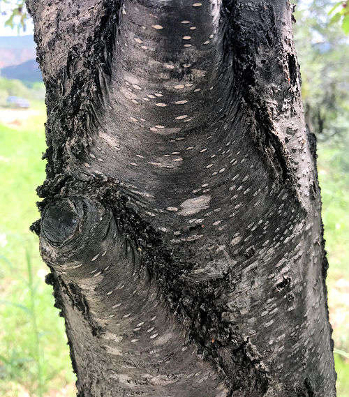 Prunus serotina var. salicifolia trunk and bark