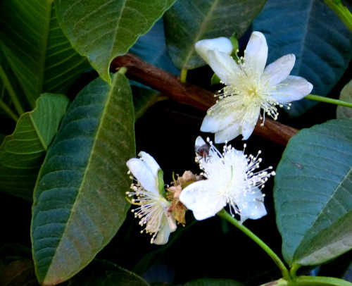 Guava: Psidium guajava - flowers