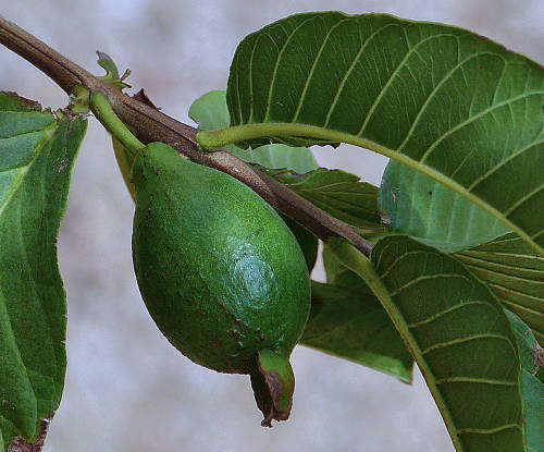 Guava: Psidium guajava - fruit
