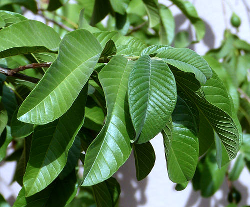Guava: Psidium guajava - leaves