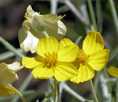 Psilostrophe cooperi: Whitestem Paperflower - flowers