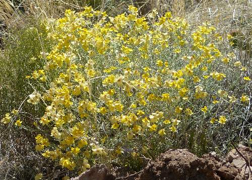 Psilostrophe cooperi: Whitestem Paperflower