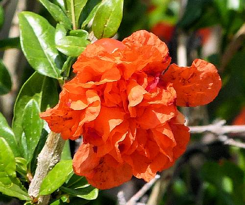Pomegranate: Punica granatum - large flower