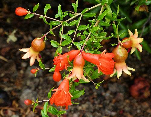 Pomegranate: Punica granatum - flowers
