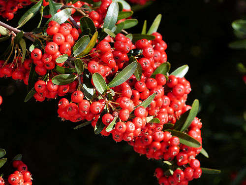 Pyracantha coccinea fruit