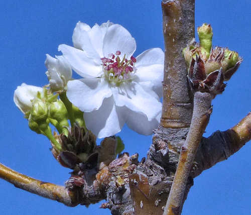 Asian Pear: Pyrus pyrifolia - flower