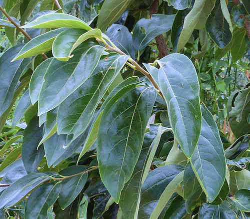 Asian Pear: Pyrus pyrifolia - leaves