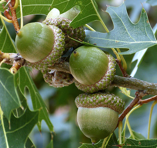 Quercus buckleyi: Texas Red Oak - acorns