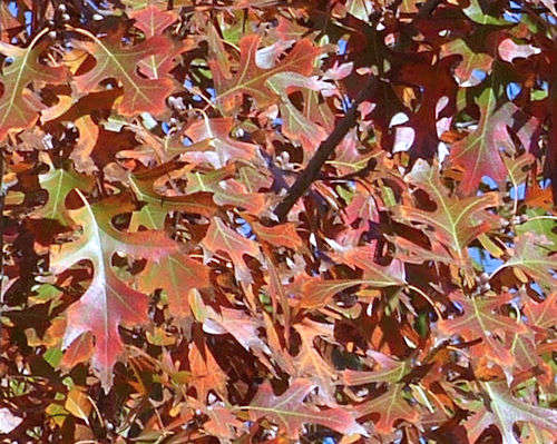 Quercus buckleyi: Texas Red Oak - leaves in fall