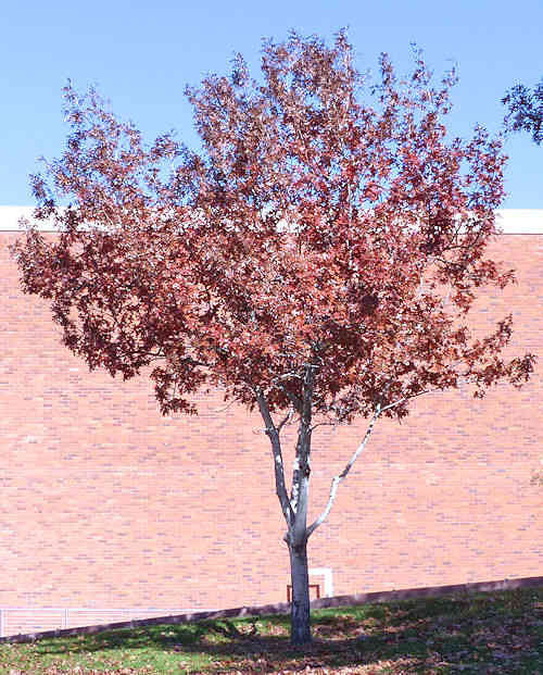 Quercus buckleyi: Texas Red Oak tree in fall