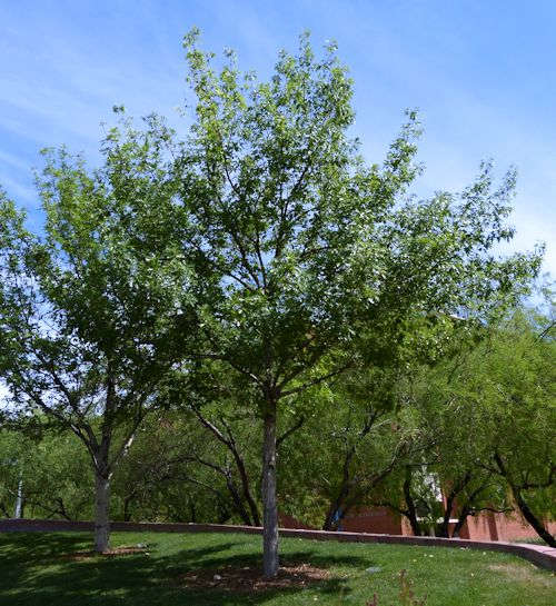 Quercus buckleyi: Texas Red Oak tree