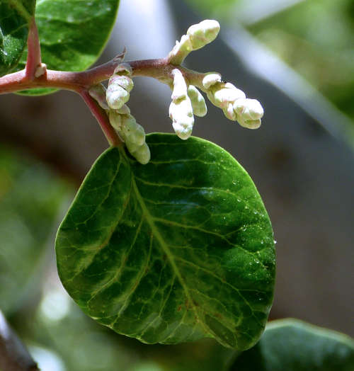 Rhus ovata: Sugar Bush flower buds