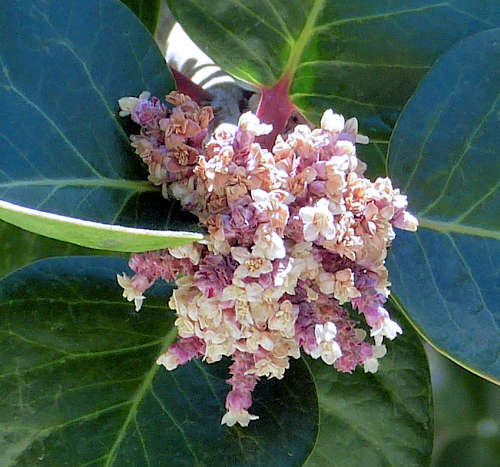 Rhus ovata: Sugar Bush flowers