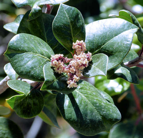 Rhus ovata: Sugar Bush leaves and flowers