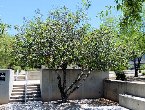 Rhus ovata: Sugar Bush in tree form