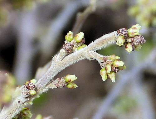 Rhus trilobata: Three Leaf Sumac - flowers