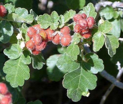 Rhus trilobata: Three Leaf Sumac - fruit
