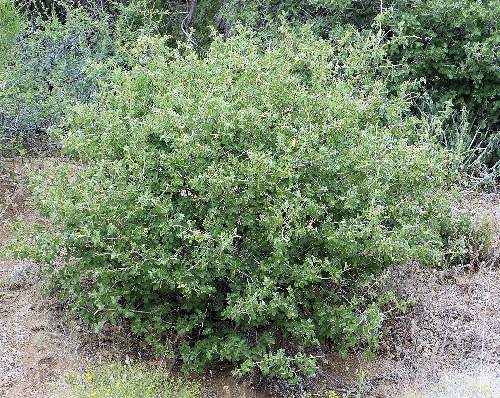 Rhus trilobata: Three Leaf Sumac shrub