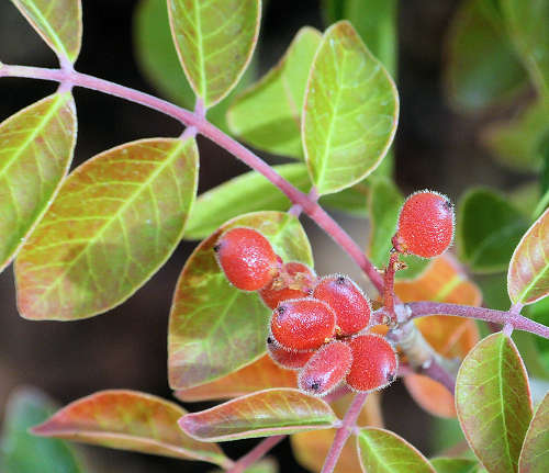 Rhus virens: Evergreen Sumac fruit
