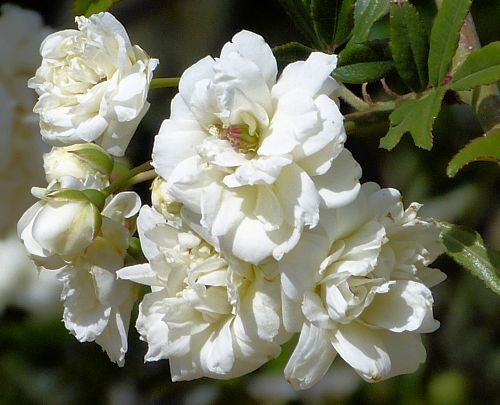 Rosa banksiae: Lady Banks' Rose - white flowers
