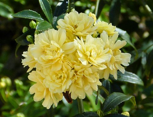 Rosa banksiae: Lady Banks' Rose - yellow flowers