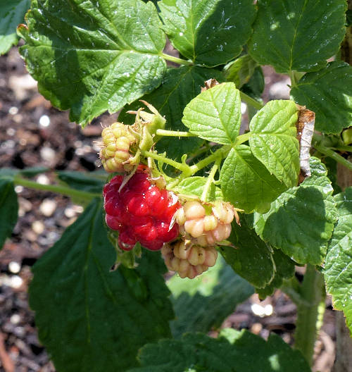 Red Raspberry: Rubus idaeus - fruit
