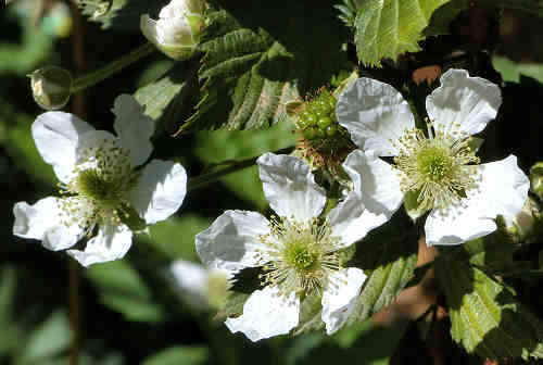 Blackberry flowers