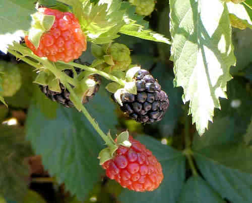 Blackberry fruit