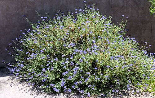 Salvia clevelandii: Cleveland Sage
