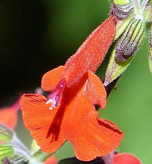 Salvia coccinea: Scarlet Sage - flower