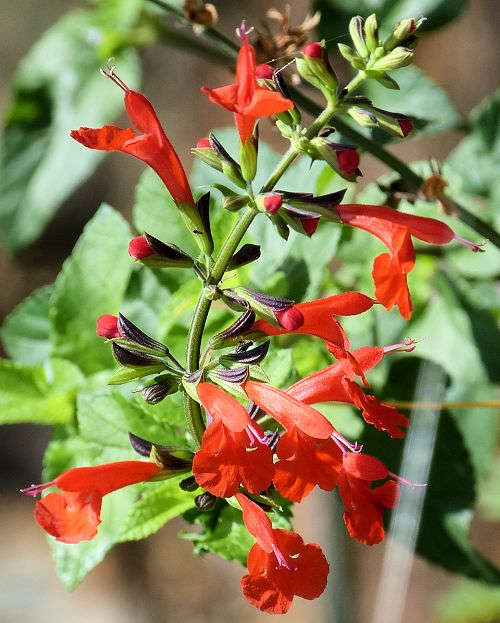 Salvia coccinea: Scarlet Sage - flowers