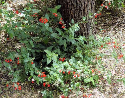 Salvia coccinea: Scarlet Sage