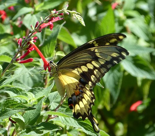 Salvia elegans: Pineapple Sage - with Giant Swallowtail butterfly