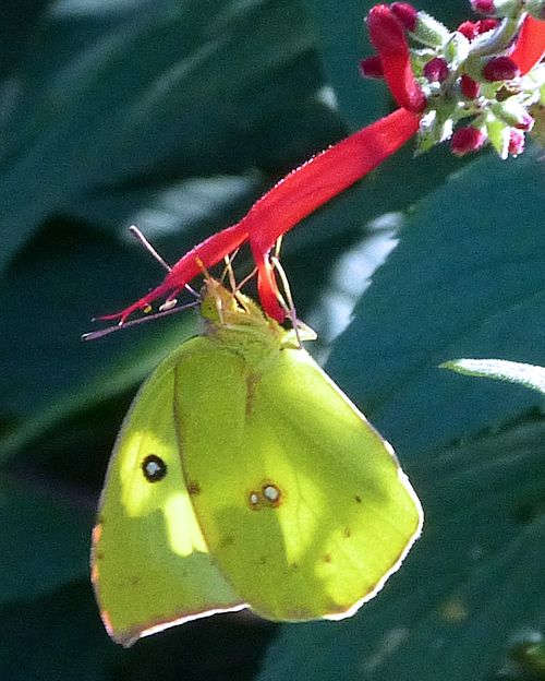 Salvia elegans: Pineapple Sage - with Southern Dogface butterfly