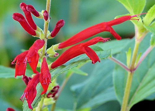 Salvia elegans: Pineapple Sage - flowers